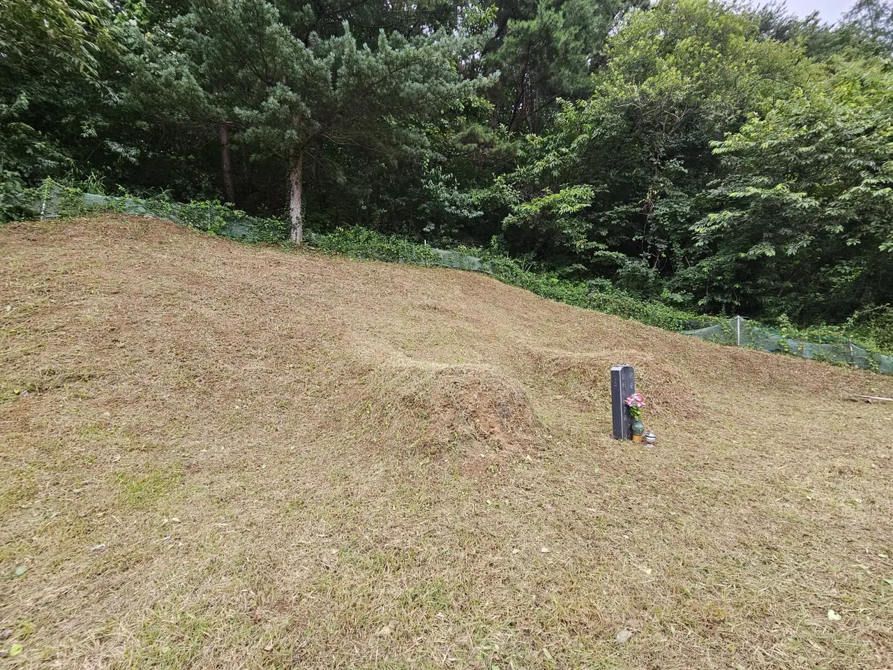 울타리 옆 비석이 있는 경사진 봉분, 풀을 벤 뒤 모습